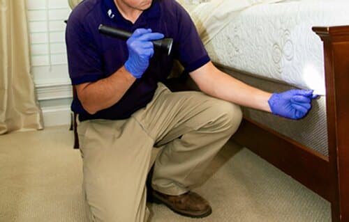bed bug control 5 bed bug control 5