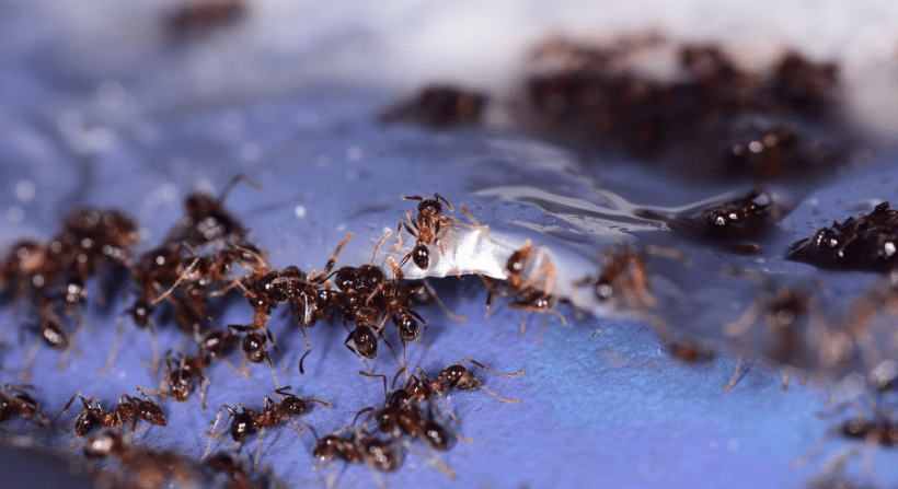 Ant Baits Work