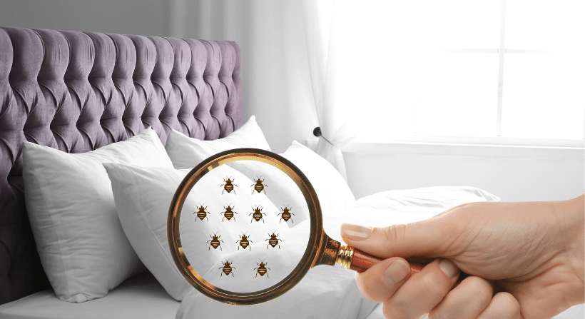 Bed bugs in magnifying glass infront of bed