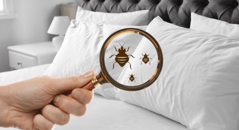 Bed Bug Infestation 