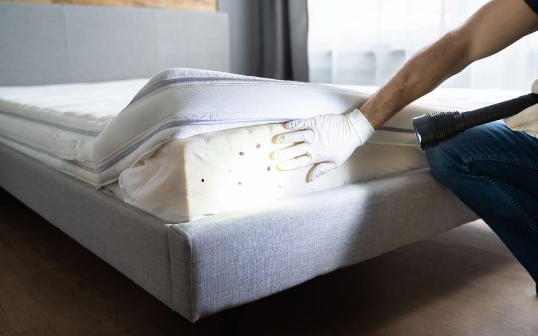bed bugs