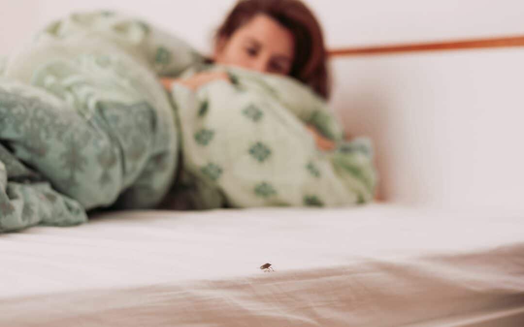 Common Myths About Bed Bugs and the Real Facts